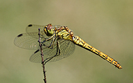 Vagrant darter (Sympetrum vulgatum)